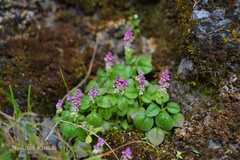Polygala tatarinowii